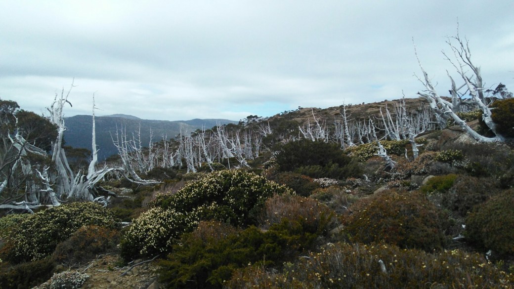 Mount Field Nationalpark