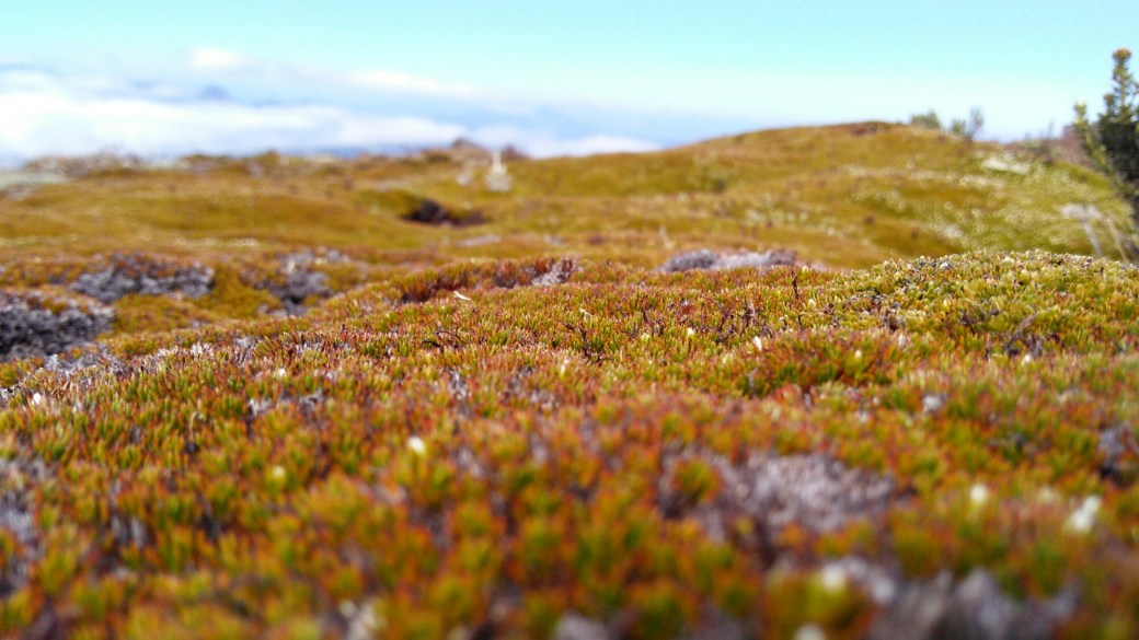 Mount Field Nationalpark