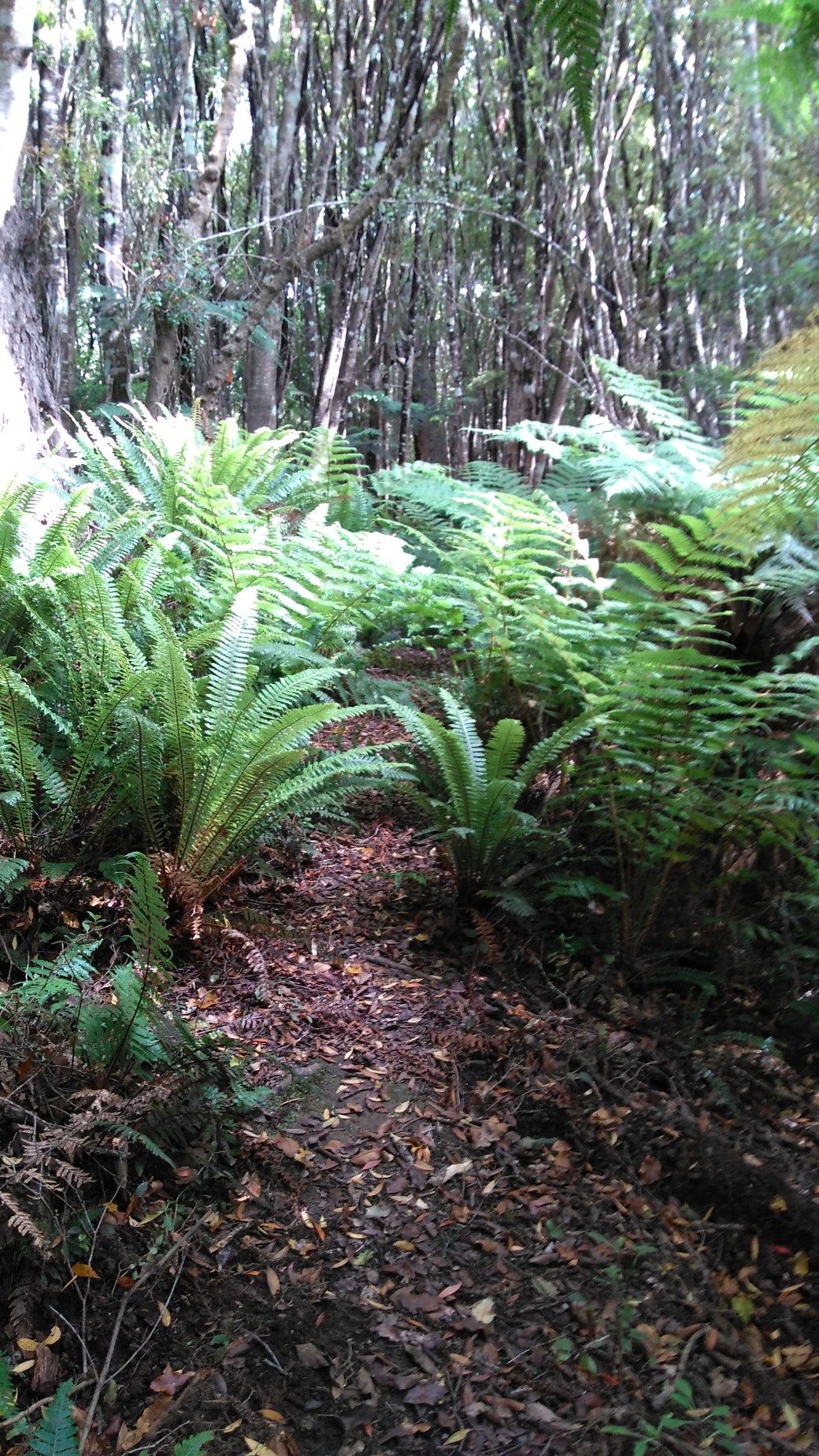 Te Araroa Ports water race