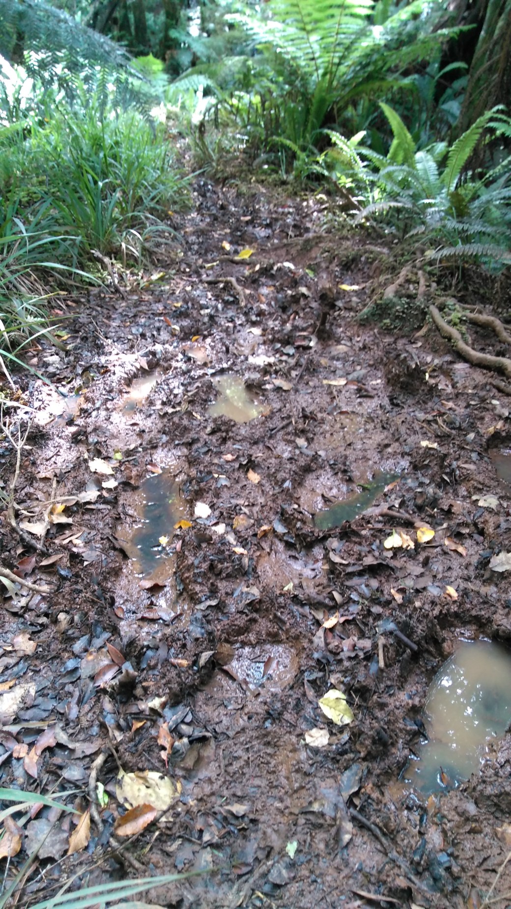 Te Araroa Ports water race