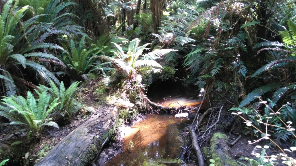 Te Araroa Ports Water Race