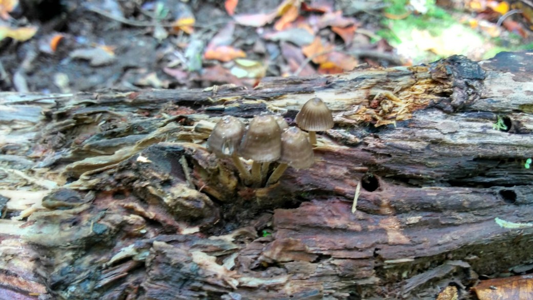 Te Araroa Ports water race