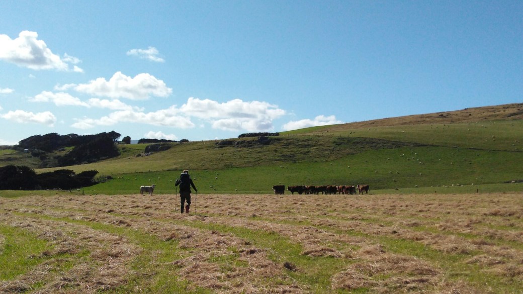 Te Araroa Riverton to Carpark Longwood Forest