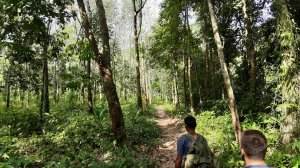 Koh Chang, Jungle Trekking, Mount Salak Phet