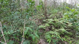 Koh Chang, Jungle Trekking, Mount Salak Phet