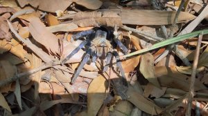 Koh Chang, Jungle Trekking, Mount Salak Phet