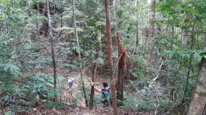Koh Chang, Jungle Trekking, Mount Salak Phet