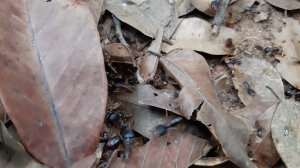 Koh Chang, Jungle Trekking, Mount Salak Phet