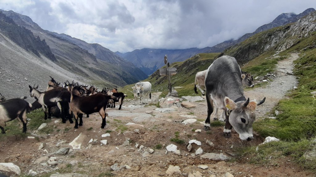 Meraner Höhenweg